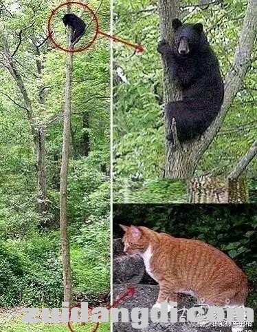 31da0003688840d71146