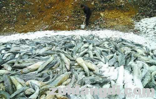 24340004e363c1491f49