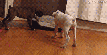 1bf200027c95d27bf72e