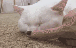 1cd000029f6e2f050487