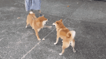 1cd10003028621fdd0cc