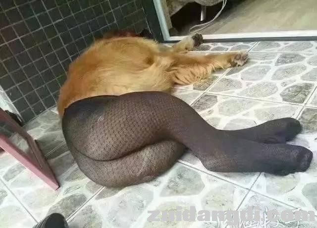 22d50002e2355ba2e65b