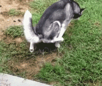 1fd50001f7740f41f851