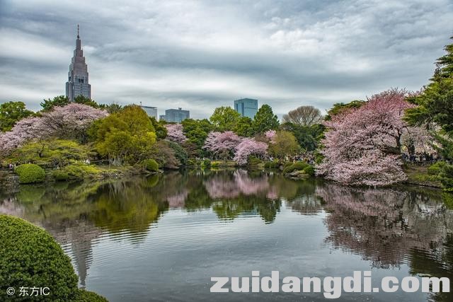 东京樱花下周开放，不可不知的6个赏樱地-3.jpg