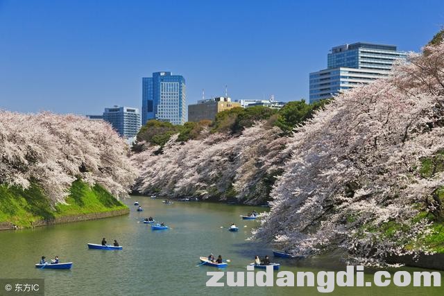 东京樱花下周开放，不可不知的6个赏樱地-2.jpg