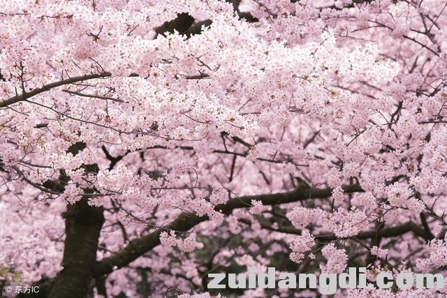 东京樱花下周开放，不可不知的6个赏樱地-1.jpg