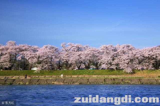 东京樱花下周开放，不可不知的6个赏樱地-6.jpg