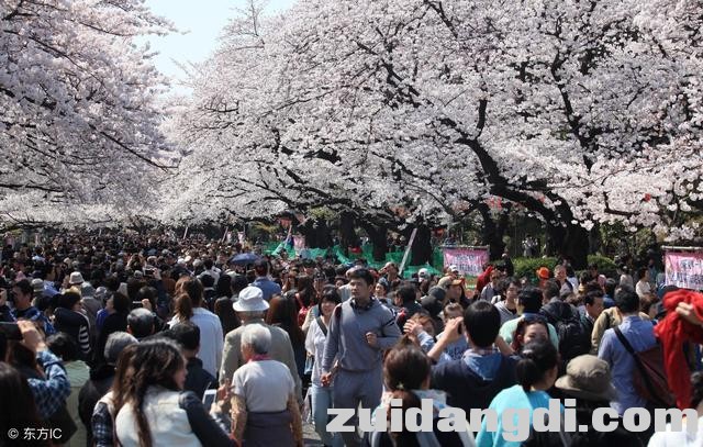 东京樱花下周开放，不可不知的6个赏樱地-4.jpg