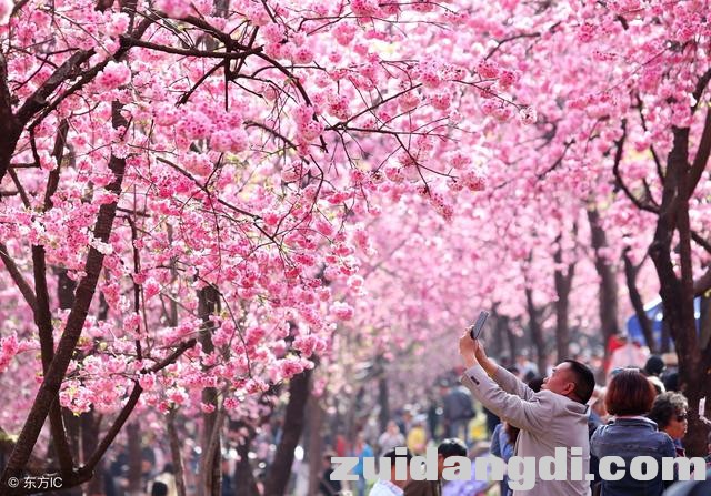 中国8大赏樱圣地，从2月开到5月，有你在的城市吗-2.jpg