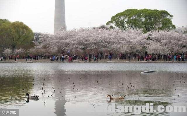 中国8大赏樱圣地，从2月开到5月，有你在的城市吗-3.jpg