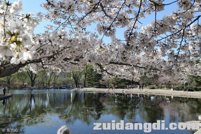 中国8大赏樱圣地，从2月开到5月，有你在的城市吗-4.jpg