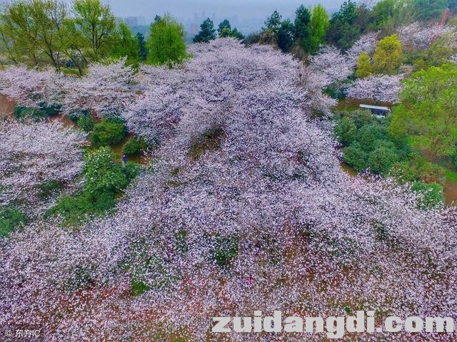 中国8大赏樱圣地，从2月开到5月，有你在的城市吗-8.jpg