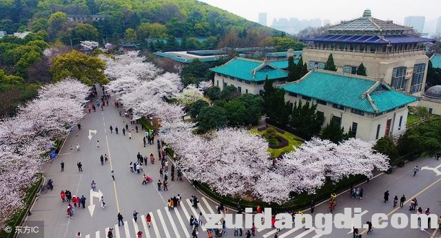 中国8大赏樱圣地，从2月开到5月，有你在的城市吗-5.jpg
