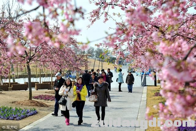 中国8大赏樱圣地，从2月开到5月，有你在的城市吗-10.jpg