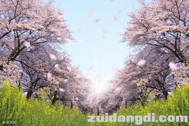 中国8大赏樱圣地，从2月开到5月，有你在的城市吗-16.jpg