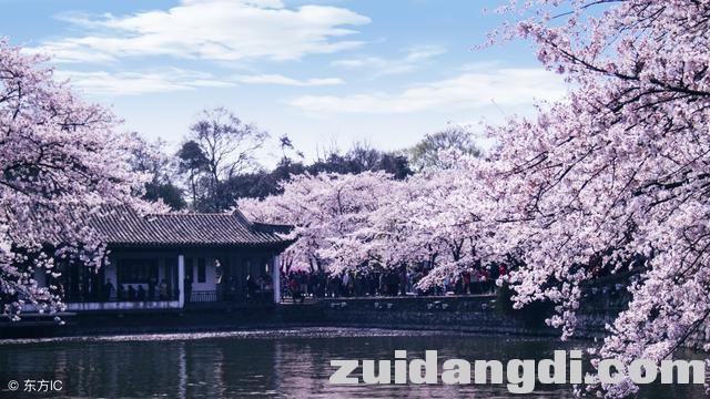 中国8大赏樱圣地，从2月开到5月，有你在的城市吗-13.jpg