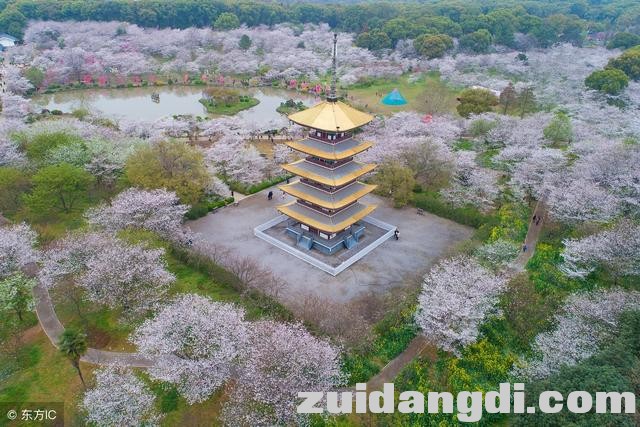 3月17日武汉大学樱花正式开始预约，每日限额3万人-1.jpg