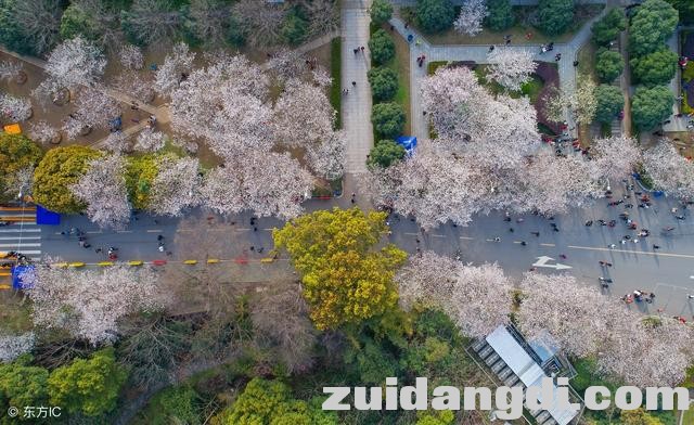 3月17日武汉大学樱花正式开始预约，每日限额3万人-3.jpg