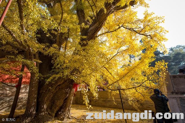 北京赏银杏不只钓鱼台，京西的大觉寺了解一下-2.jpg