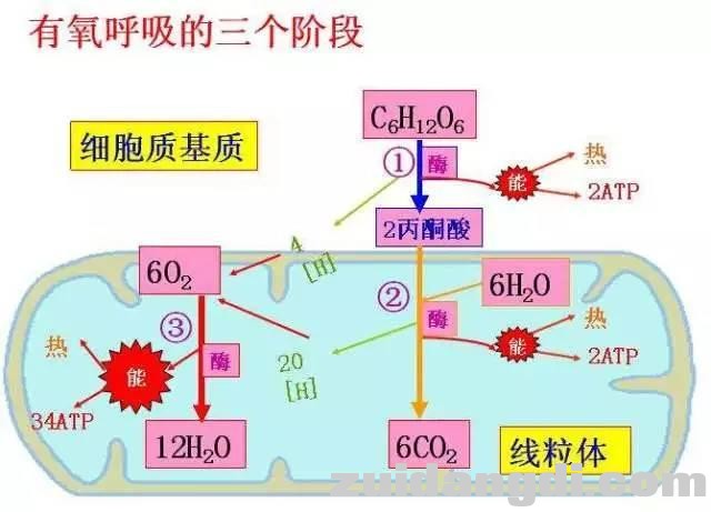 高中生物必修一知识点全汇总，考试必备！-9.jpg