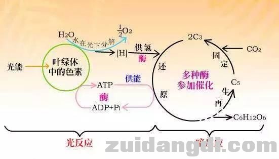 高中生物必修一知识点全汇总，考试必备！-12.jpg