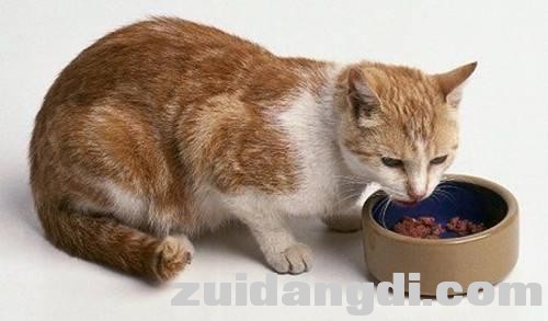 高手进阶！猫咪的居家饮食菜单-4.jpg