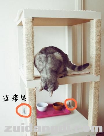 大师专精！老手养猫的秘诀-1.jpg