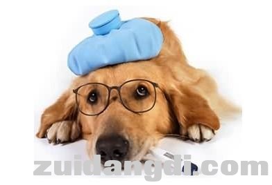 新手入门！狗狗的常见病及救治方法-2.jpg