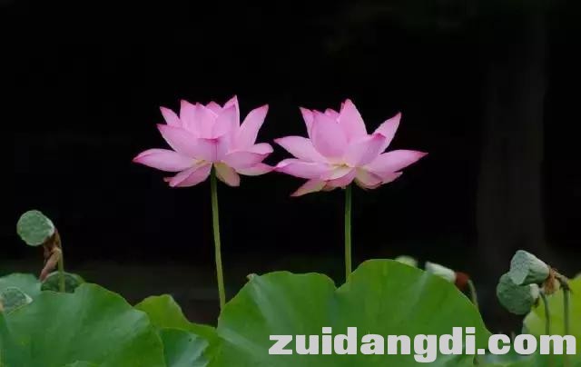实用！全黑背景的照片是怎样拍的？-8.jpg