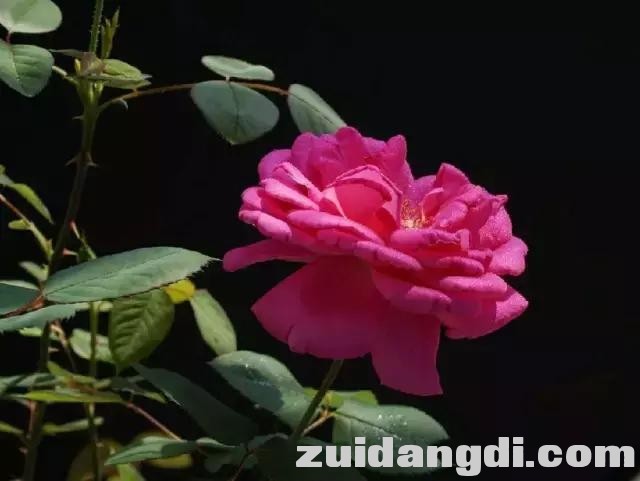 实用！全黑背景的照片是怎样拍的？-9.jpg