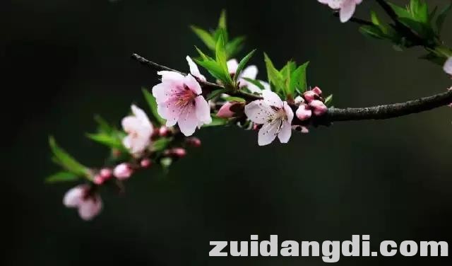 实用！全黑背景的照片是怎样拍的？-7.jpg