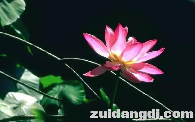 实用！全黑背景的照片是怎样拍的？-19.jpg