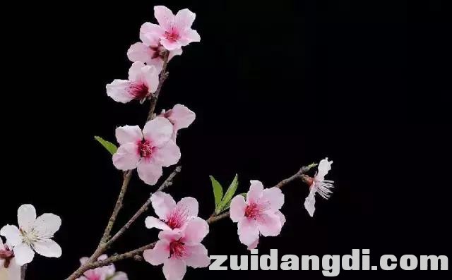 实用！全黑背景的照片是怎样拍的？-14.jpg