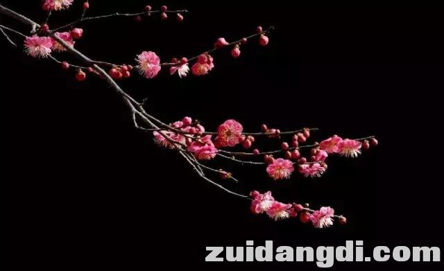 实用！全黑背景的照片是怎样拍的？-20.jpg