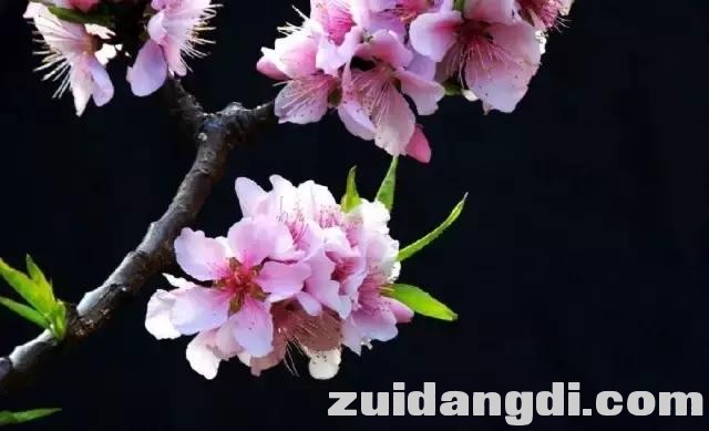 实用！全黑背景的照片是怎样拍的？-15.jpg