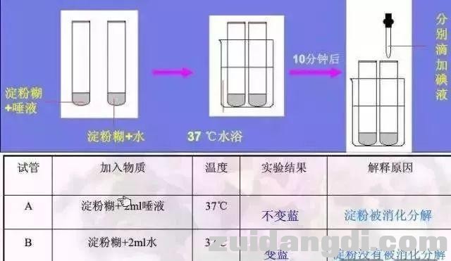生物16大实验原理解析，高中生必备！-6.jpg