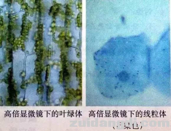 生物16大实验原理解析，高中生必备！-3.jpg