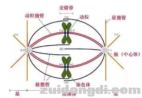 生物16大实验原理解析，高中生必备！-12.jpg