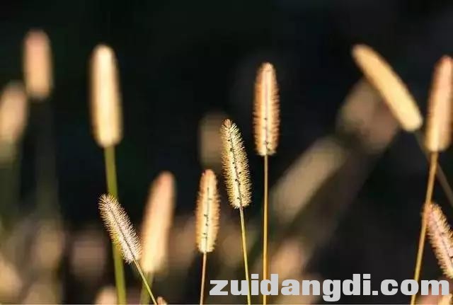 这样玩逆光，用好了分分钟出大片！-4.jpg