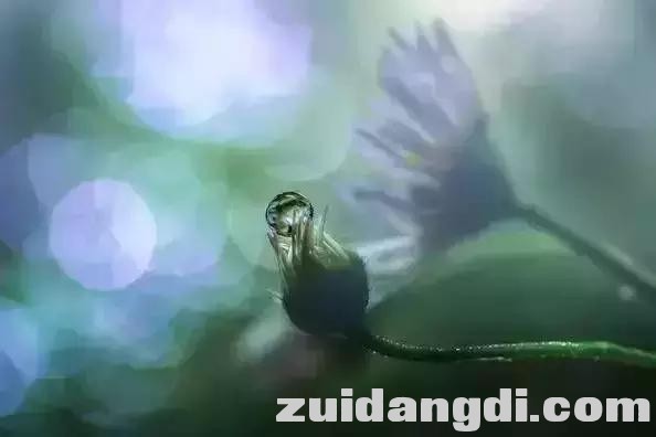 这样玩逆光，用好了分分钟出大片！-11.jpg