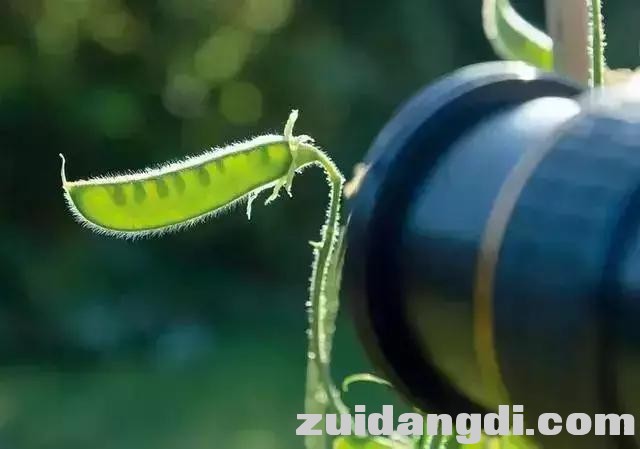 这样玩逆光，用好了分分钟出大片！-8.jpg