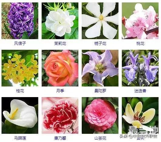 500种观花植物大全，以后养花就从这里面挑！-1.jpg