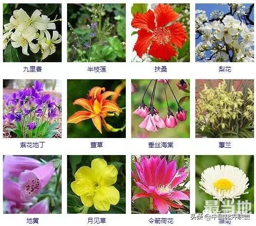 500种观花植物大全，以后养花就从这里面挑！-5.jpg