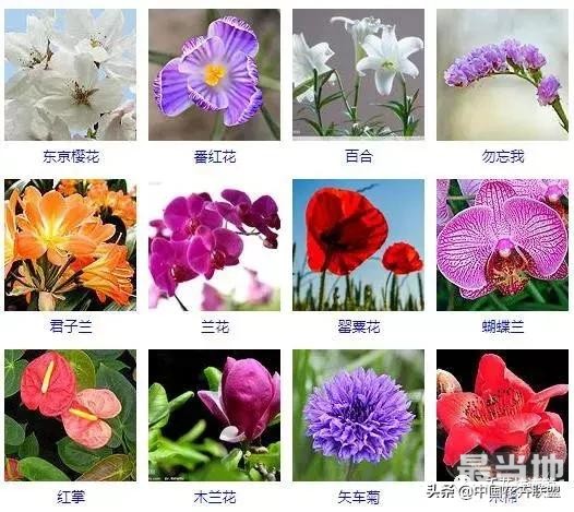 500种观花植物大全，以后养花就从这里面挑！-3.jpg