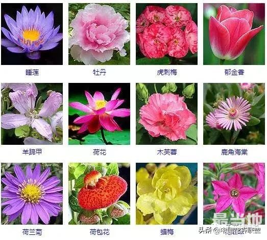500种观花植物大全，以后养花就从这里面挑！-2.jpg