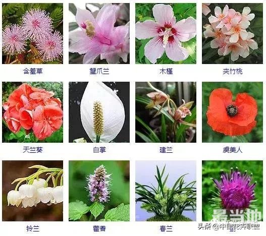 500种观花植物大全，以后养花就从这里面挑！-4.jpg