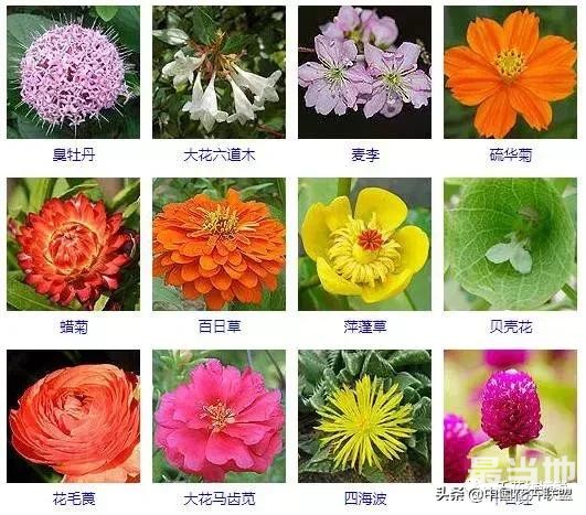 500种观花植物大全，以后养花就从这里面挑！-11.jpg