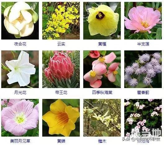500种观花植物大全，以后养花就从这里面挑！-10.jpg