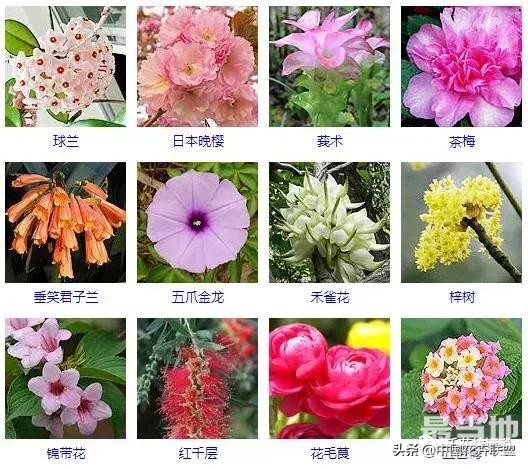 500种观花植物大全，以后养花就从这里面挑！-7.jpg