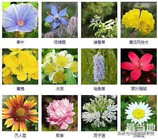 500种观花植物大全，以后养花就从这里面挑！-8.jpg